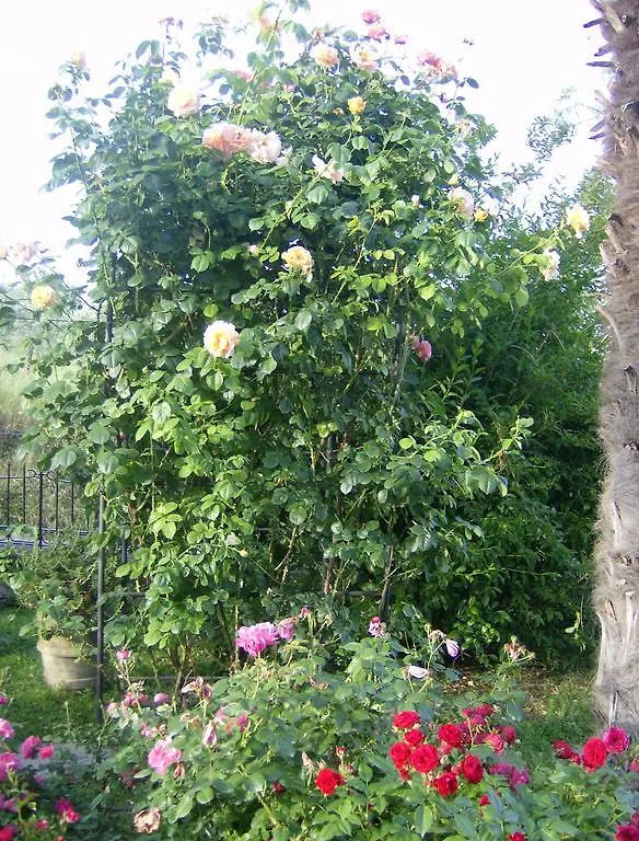Casa Dina Bed & Breakfast Terontola 3*,  Italy
